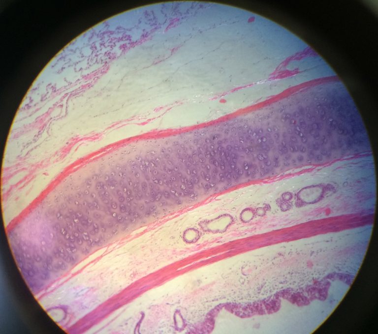histology slides