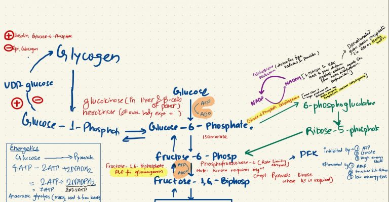 Glycolysis with all related pathways